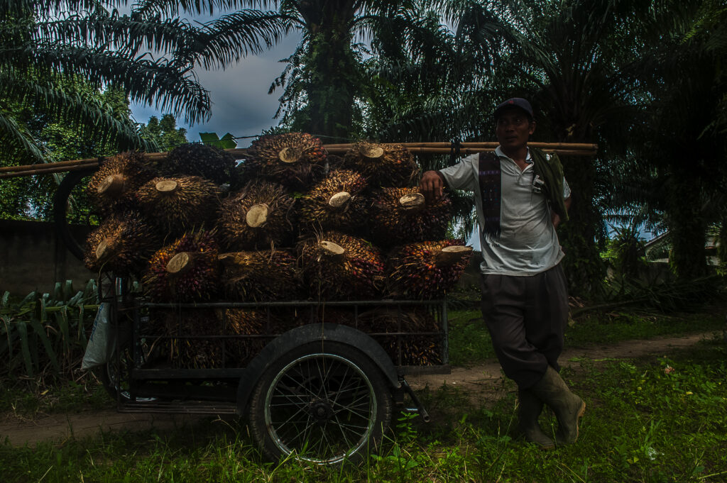 A worker is seen loading palm oil fruit onto a pedicab during harvesting time, North Sumatra province, Indonesia, May 31 2022 (Photo: Reuters/Sutanta Aditya).