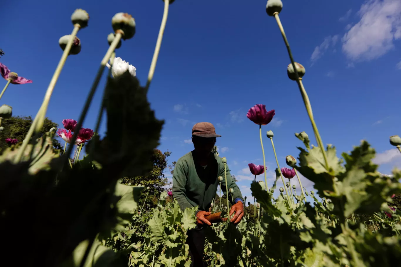 A man harvests opium in a field outside Loikaw, Kayah state, Myanmar, 30 November 2016 (Photo: Reuters/Soe Zeya Tun).