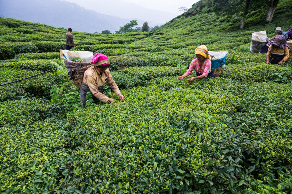 Women tea workers are plucking tea leaves during cloudy monsoon at the British-era tea garden Orange Valley Tea Garden spread over an area of 347.26 hectares (858.1 acres) at an altitude ranging from 3,500 to 6,000 feet (1,100 to 1,800 m) above the mean sea level, is a bio-organic garden producing mainly black tea at Darjeeling, West Bengal, India on 11 June 2022. India is the world's second-largest tea producer Country after China. The Poor female tea workers' work wages are very low, and most of them are coming from neighbouring country Nepal in search of work (Photo: Reuters/Soumyabrata Roy/NurPhoto).